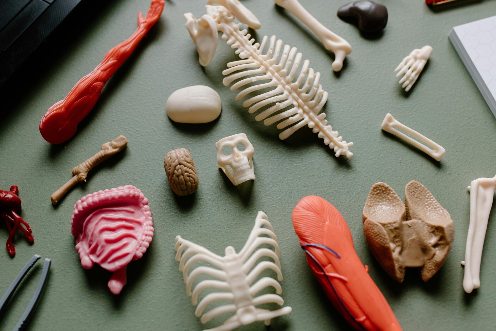 Vocabulario Partes del Cuerpo en Inglés